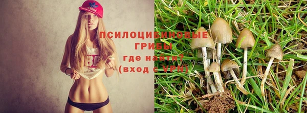 амф Богданович